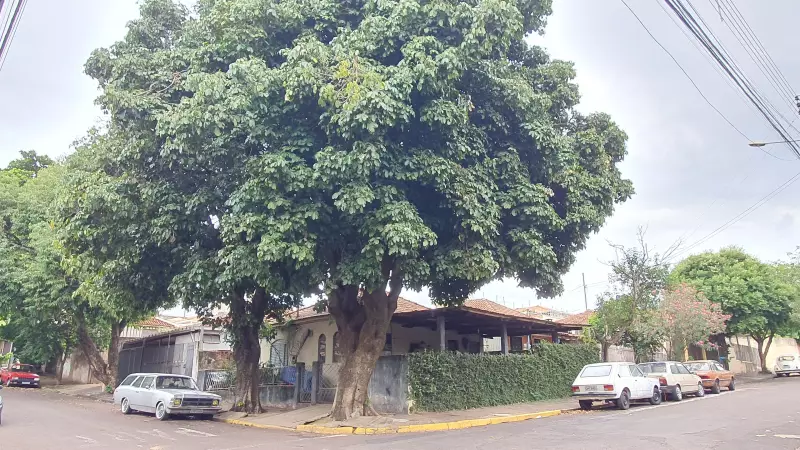 Presidente Prudente estabelece novas regras para compensação ambiental no corte de árvores urbanas