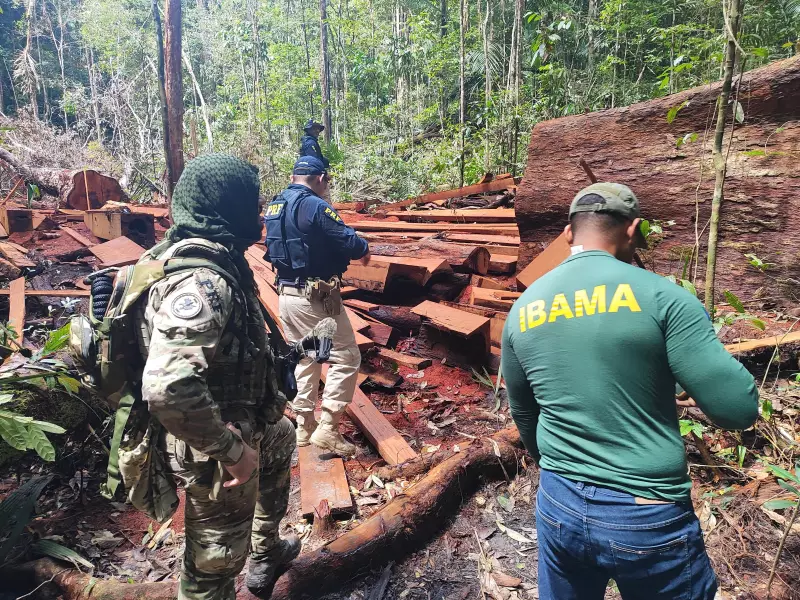 PRF e Ibama realizam maior apreensão de madeira ilegal no Amapá: ação em Mazagão vira destaque nacional