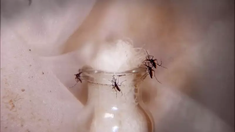 Primeira morte por dengue em 2025 no ES: vítima era de Anchieta