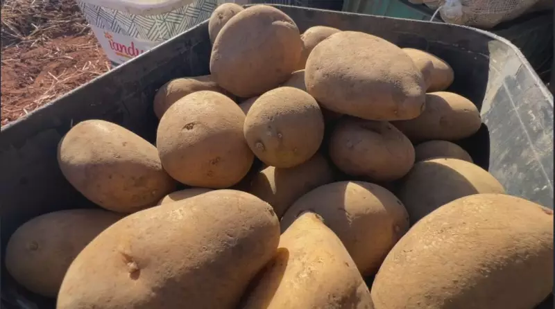 Produtores investem em variedades nacionais de batata e impulsionam o agronegócio brasileiro