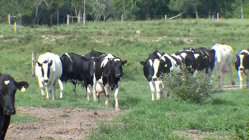 Produtos agropecuários brasileiros são sinônimo de qualidade, afirma especialista