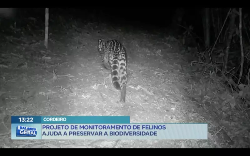 Projeto inovador monitora felinos e protege biodiversidade no RJ