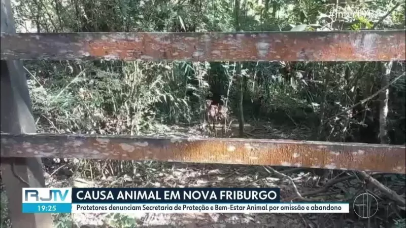 Proteção Animal em Nova Friburgo: Denúncia de Omissão e Abandono de Cadela Chega ao Ministério Público