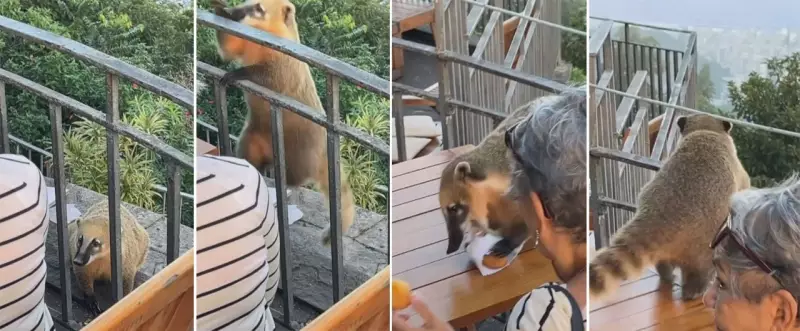 Quati rouba sanduíche de turista no Cristo Redentor: veja o vídeo!