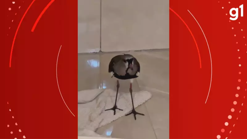 Quero-quero invade banheiro e viraliza: veja o vídeo que conquistou as redes sociais!
