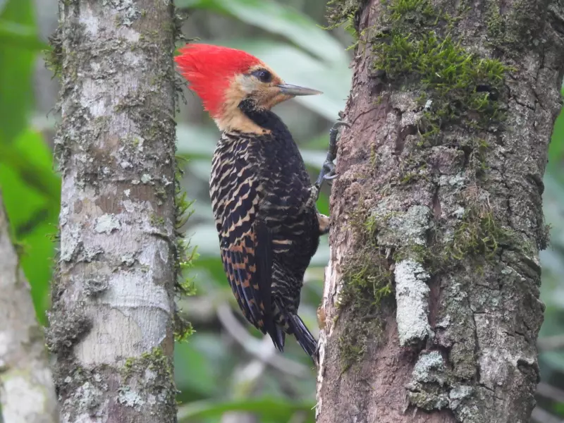 Raro híbrido entre pica-paus é registrado em parque estadual de Santa Catarina