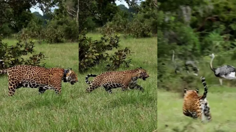 Raro momento: onça-pintada ensina filhotes a caçar emas no Pantanal; assista ao vídeo impressionante