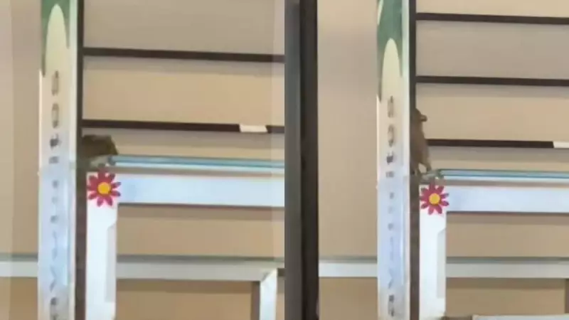 Rato aparece em bandejão da PUC-SP: universidade interdita local e gera revolta