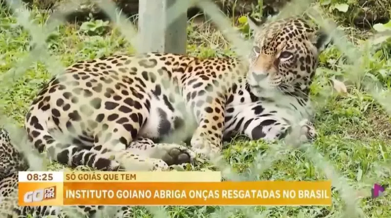 Refúgio em Goiás reabilita onças-pintadas resgatadas de situações de risco