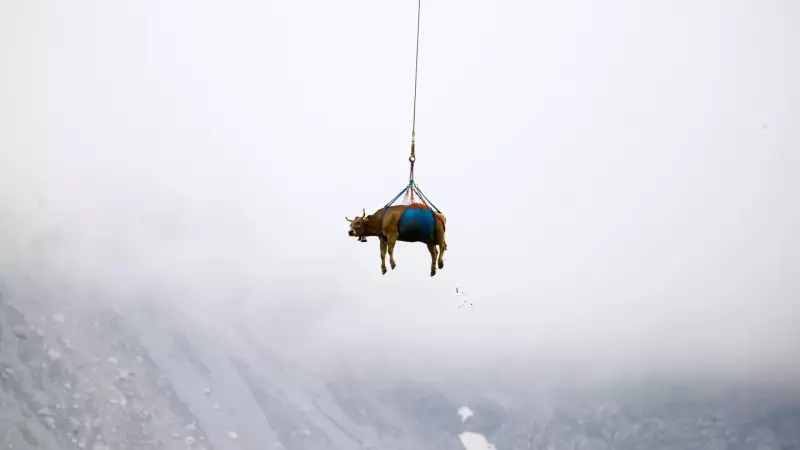 Resgate de helicóptero: vacas são salvas em aldeia nos Alpes — Assista ao vídeo impressionante!
