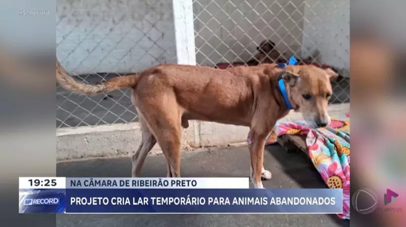 Ribeirão Preto aprova projeto inovador de lares temporários para animais de rua