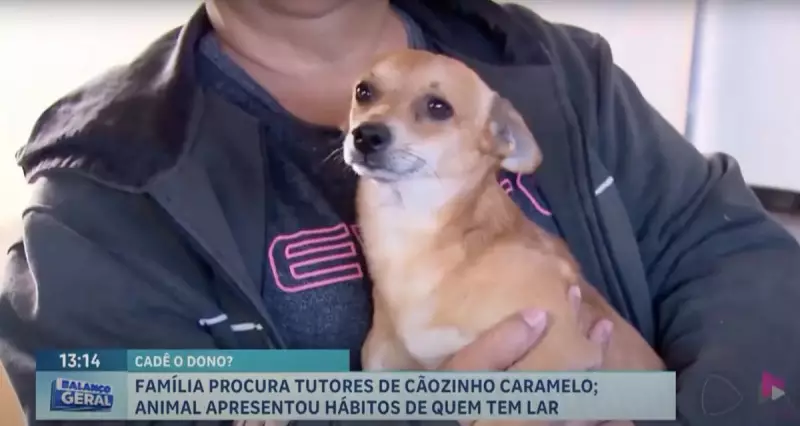 Ribeirão Preto se emociona com histórias de animais perdidos que reencontraram seus donos