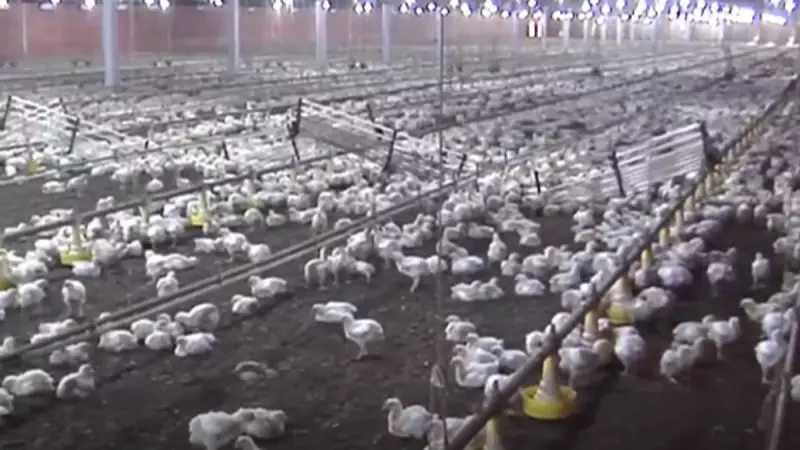 Rússia flexibiliza restrições à carne brasileira, mas mantém veto ao frango do RS por gripe aviária