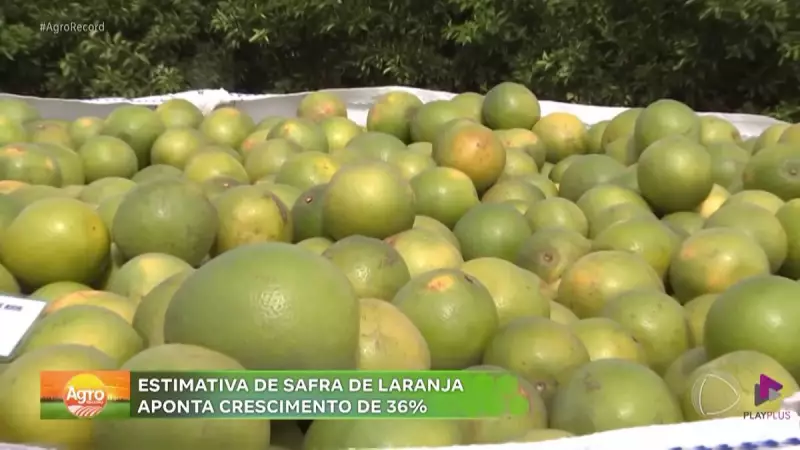 Safra de laranja no interior de SP bate recorde com crescimento de 36% em 2024