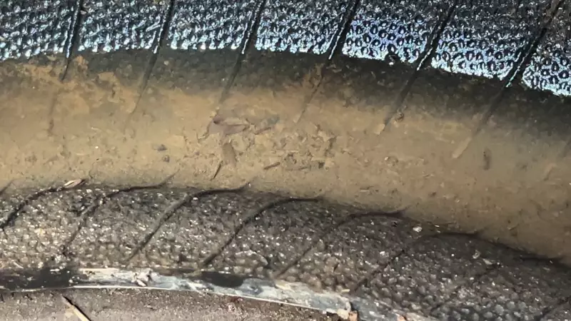 Santa Bárbara d'Oeste em alerta: 73% das larvas coletadas são do Aedes aegypti