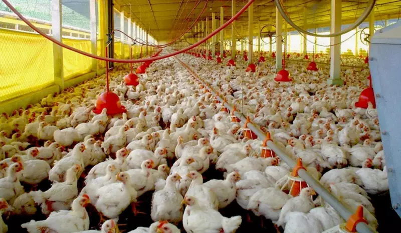Santa Catarina descarta casos suspeitos de gripe aviária e não há mais investigações