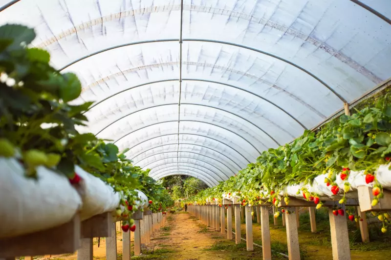 São José dos Pinhais distribui mais de 1,5 milhão de mudas de morango subsidiadas para agricultores