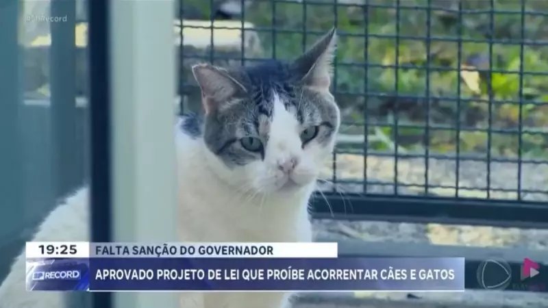 São Paulo proíbe confinamento de cães e gatos: nova lei aprovada pela Assembleia