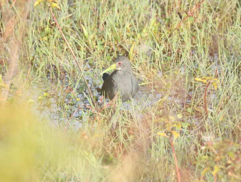 Saracura-sana imita gavião-carijo em vídeo inédito: mistério das aves intriga pesquisadores