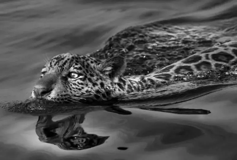 Sebastião Salgado conclui projeto 'Gênesis' no Pantanal e realiza sonho de infância