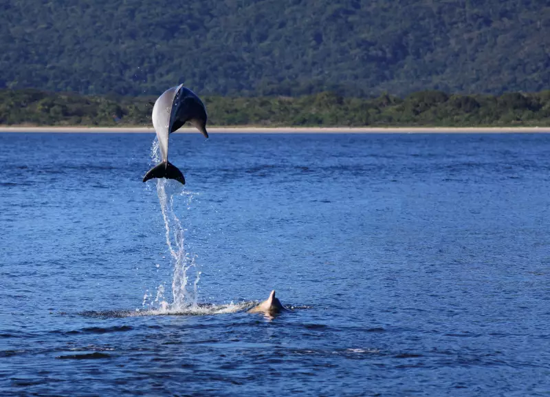 Série documental revela segredos dos botos-cinza em quatro regiões do Brasil