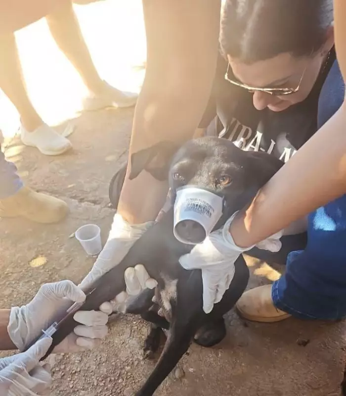 Sete cães resgatados de maus-tratos em MT: desnutrição e infecções chocam