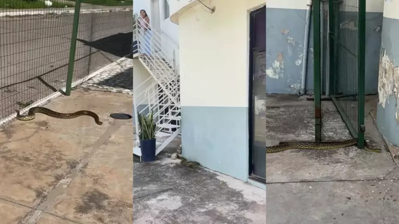 Sucuri gigante aparece na porta de estúdio e assusta fotógrafa: 'Meu Deus, ela morde?'