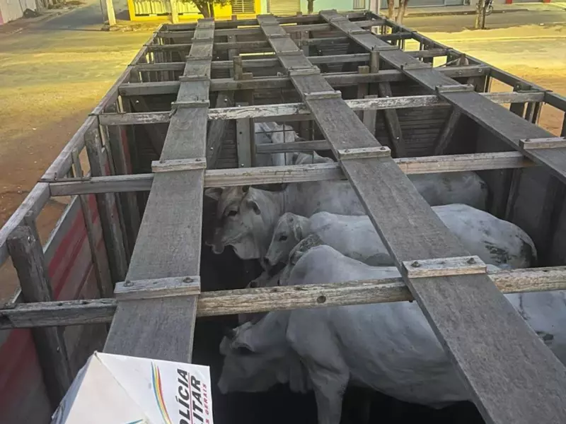 Suspeitos de furto de bois são presos após denúncia em Jaíba, MG