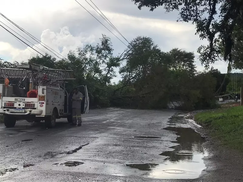 Suzano realiza mutirão de podas e manutenção preventiva neste domingo: saiba como participar