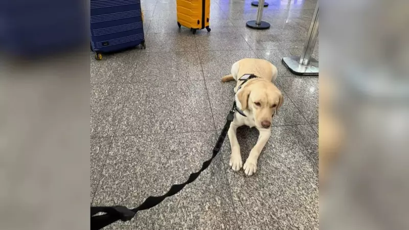 TAP gasta R$ 3,2 milhões para não embarcar cão de serviço: entenda o caso