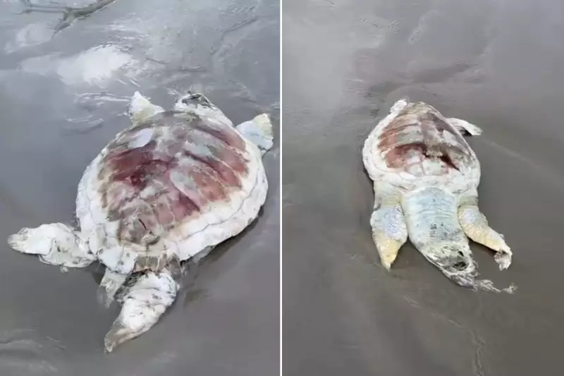 Tartaruga em decomposição é encontrada em praia do litoral de SP: veja o vídeo