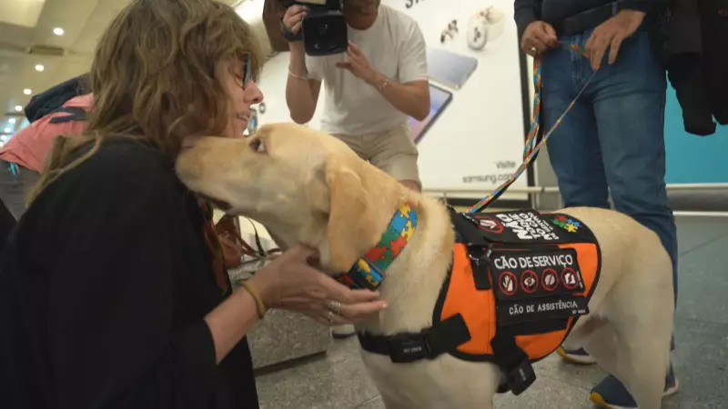 Teddy, o cão resgatado no Rio, chega a Portugal e ganha nova família