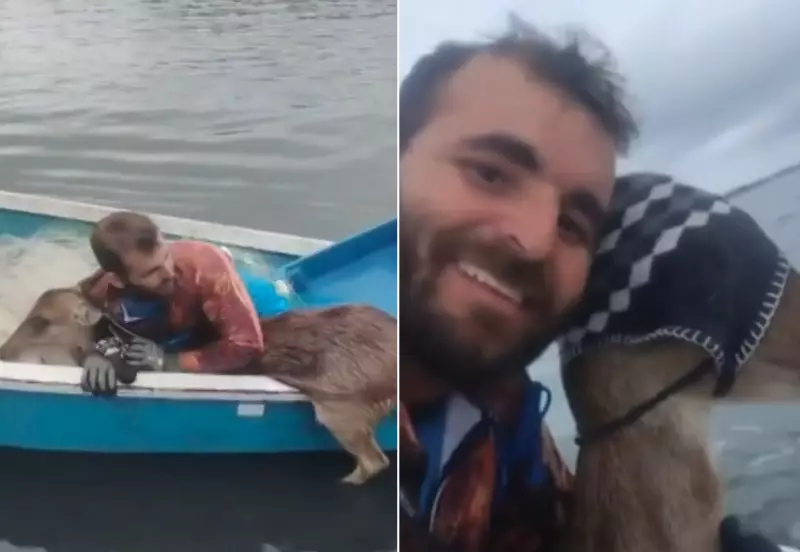 Touquinha acalma cervo assustado durante resgate em barco na Lagoa de Araruama