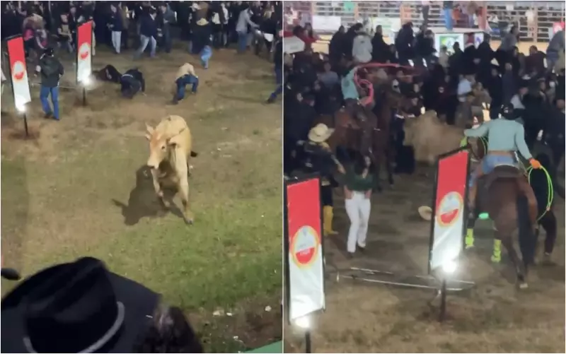 Touro foge de arena e causa pânico em público durante Festa do Peão em Passos (MG) — Veja o vídeo!