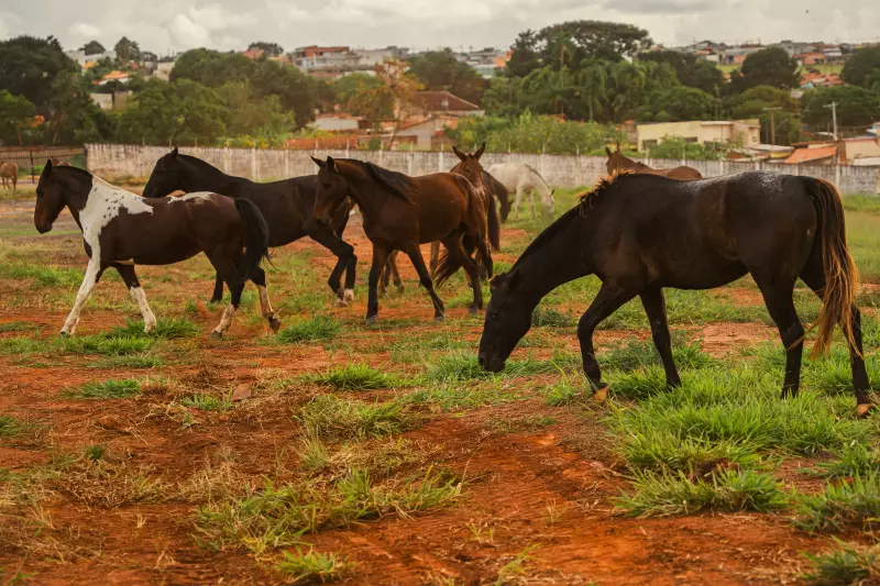 Tradição Tropeira Viva: Comitiva Refaz Trajeto Histórico de 250 km de Itararé a Sorocaba