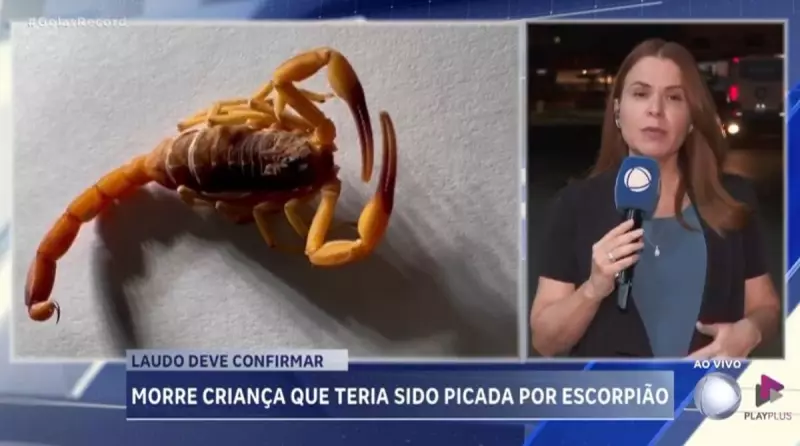 Tragédia em Goiás: Criança de 6 anos morre após suspeita de picada de escorpião