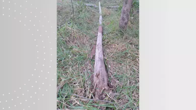Tragédia em Itirapina: Queda de árvore mata trabalhador de 34 anos em fazenda