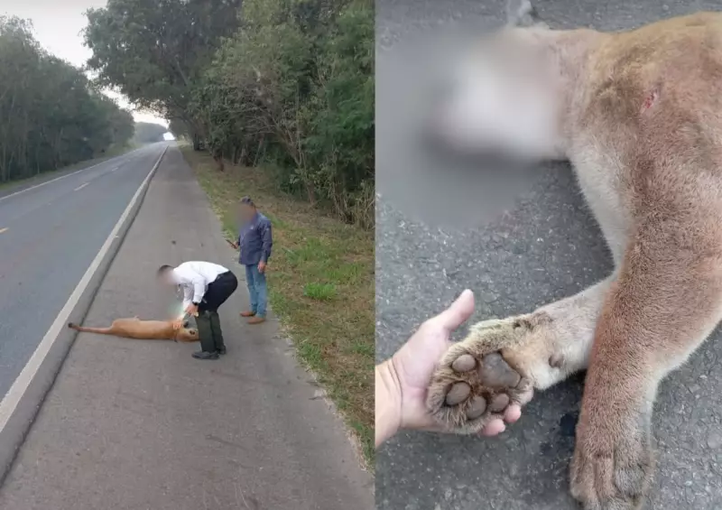Tragédia na SP-143: Onça-parda morre atropelada no interior de São Paulo