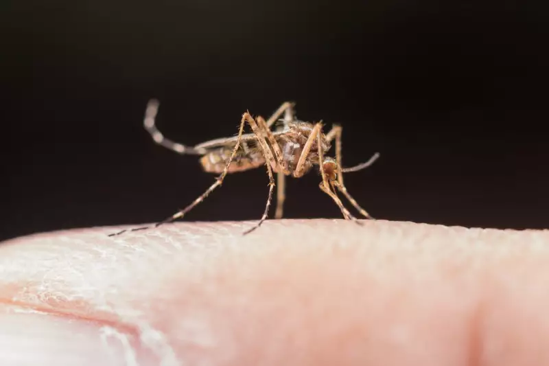 Tubarão em alerta: focos de dengue aumentam quase 10% em uma semana