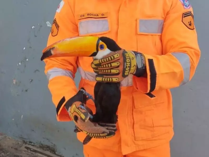 Tucano incapaz de voar é resgatado em residência de Montes Claros – Saiba como ele foi salvo!