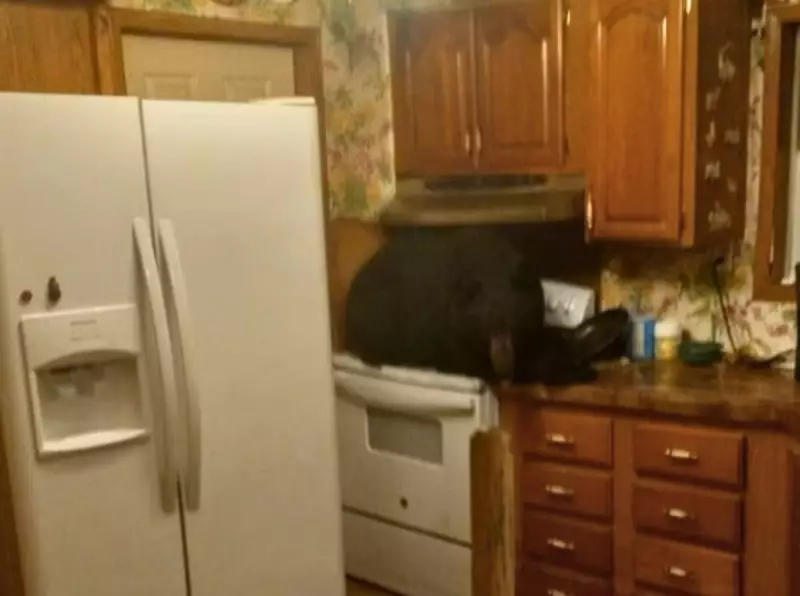 Urso invade cozinha e é flagrado sentado no fogão em cena inusitada