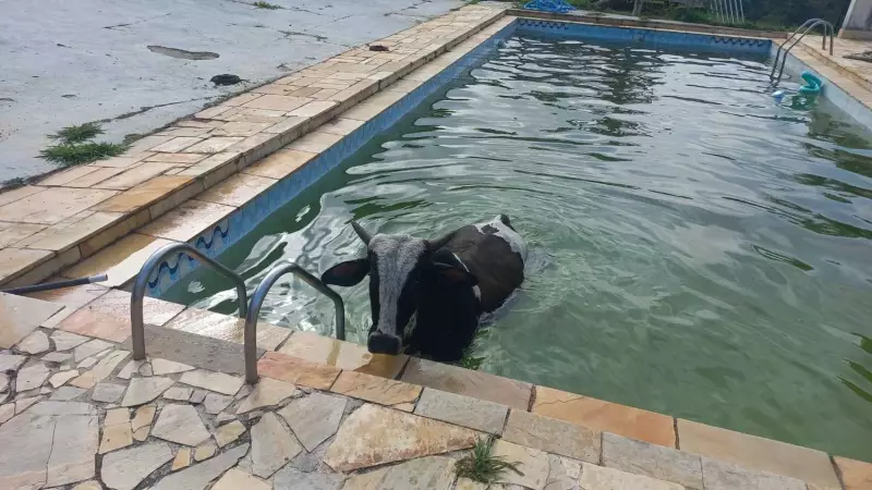 Vaca cai em piscina de propriedade rural na Grande SP e vira caso inusitado