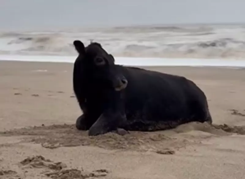 Vaca sobrevive a enchente e é encontrada em praia australiana após percorrer 17 km