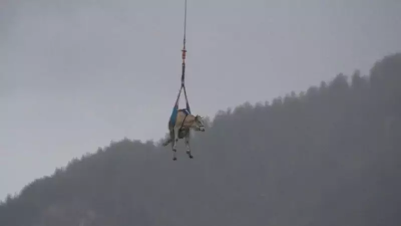 Vaca voa pelos Alpes Suíços em resgate de helicóptero — veja o vídeo impressionante!