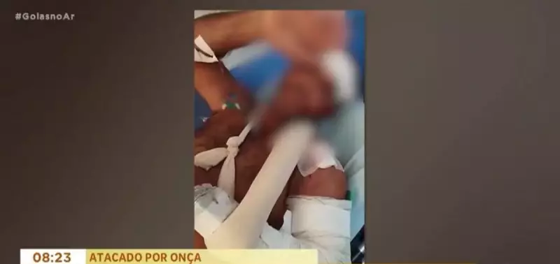 Vaqueiro sobrevive a ataque de onça-pintada em Goiás: veja como ele escapou!