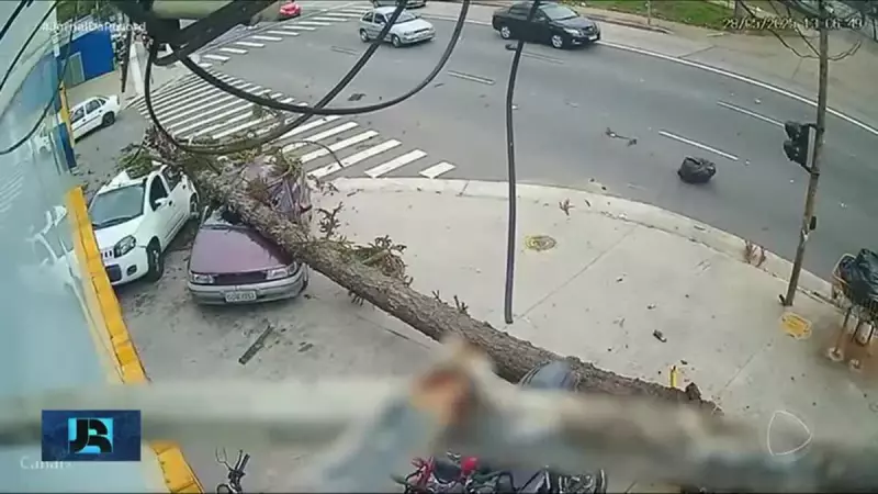Ventos Fortes em São Paulo: Árvores Caídas e Transtornos na Cidade