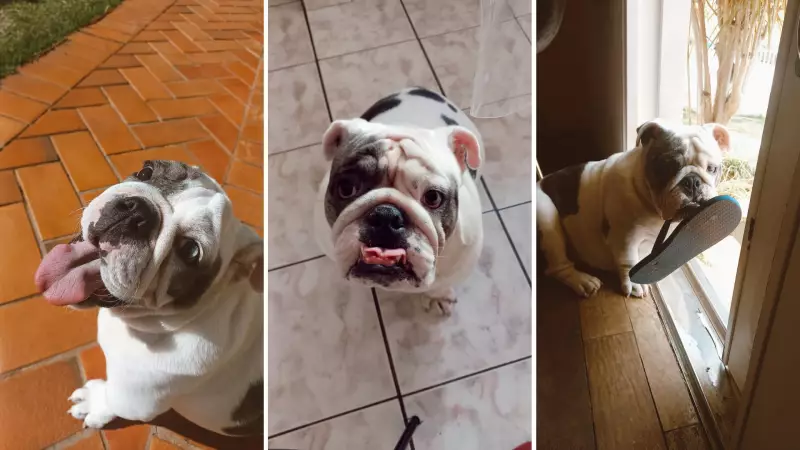 Vida dos Pets: Estamos Prolongando Demais a Existência dos Nossos Animais?
