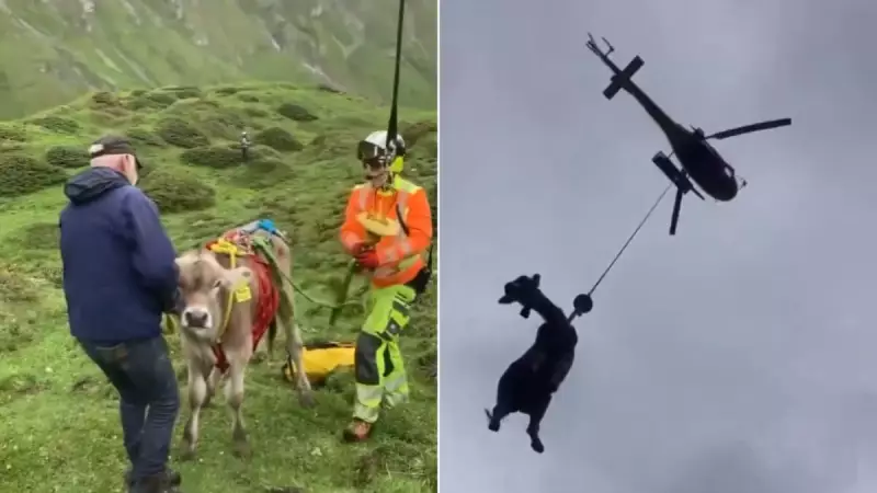 Vídeo emocionante: Vaca é resgatada de helicóptero em vilarejo na Suíça e viraliza na web