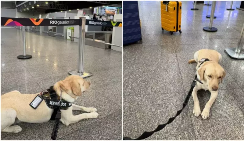 Voo cancelado após empresa ignorar liminar para transportar cachorro: entenda o caso