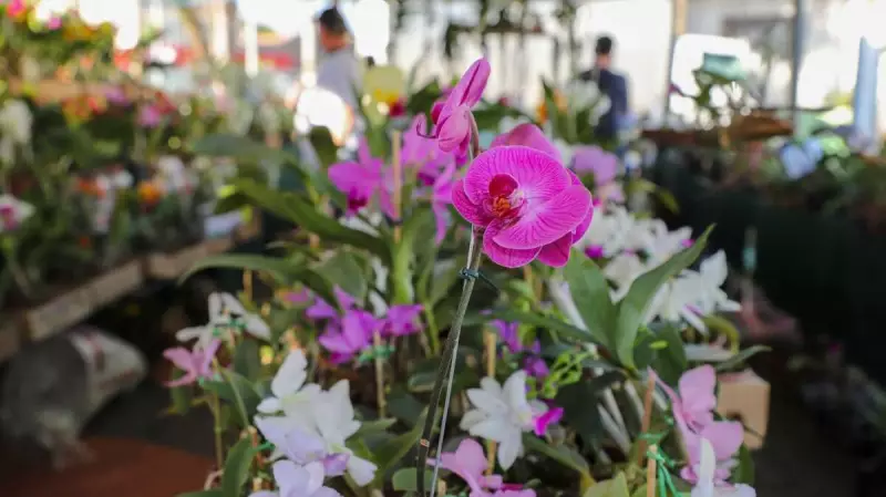 1º Festival de Flores e Plantas em Várzea Grande atrai 5 mil pessoas e encanta moradores